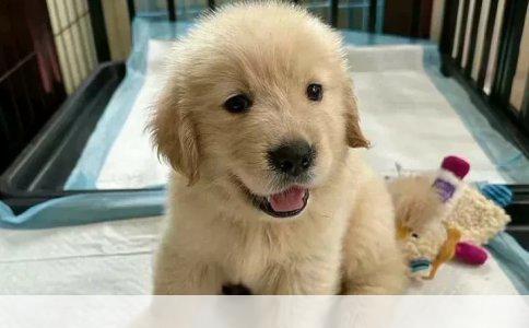 阿拉斯加雪橇犬与西伯利亚雪橇犬：哪种更胜一筹？