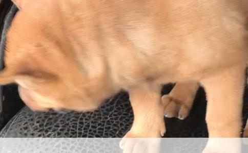 拉布拉多幼犬喂养指南
