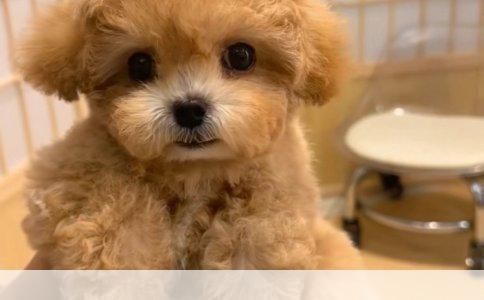 两岁牧羊犬口吐白沫拉肚子的原因及应对措施