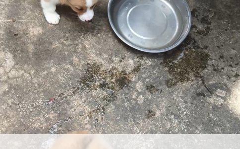 母猫绝育后多久恢复正常