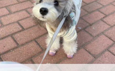 宠物狗驱虫药间隔期及使用方法详解