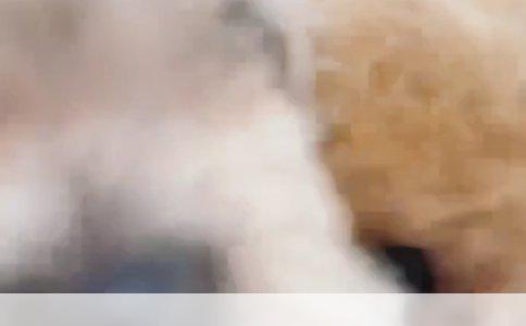 罗威纳犬的饮食习性：以饭为食的真相与考量