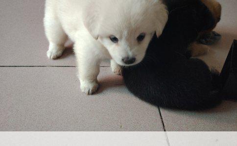 波利犬寿命探究：平均十五年的美好时光