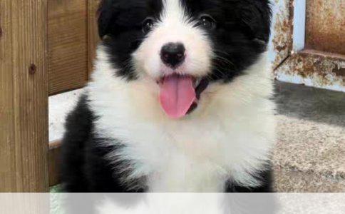 千元左右性价比之选：精选四款千元级平板电脑推荐