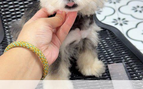 母猫绝育后安抚方法全解析