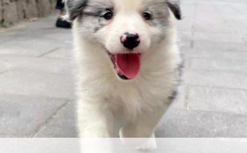 土狗哪个品种好