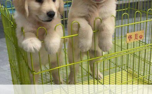 柯基和柴犬哪个好养