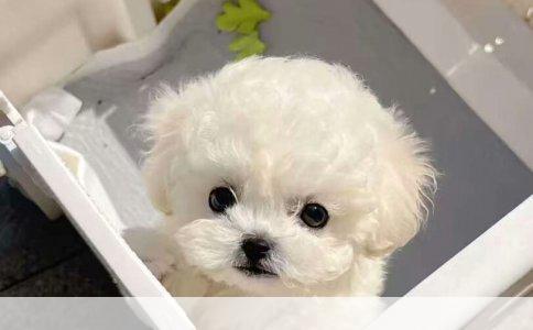 雪纳瑞还是杜宾，养谁更省心
