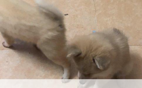 柯基犬：价格、怀孕征兆及生产护理全解析