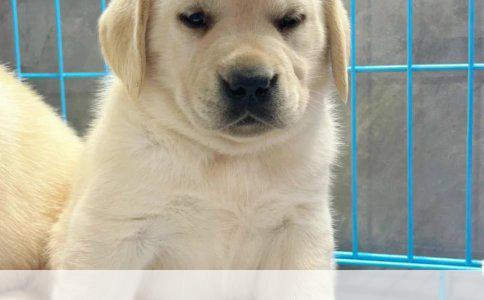 世界巨型犬类概览：高加索犬与藏獒的同类探索