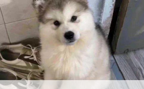 罗威纳犬：高效训练策略与技巧