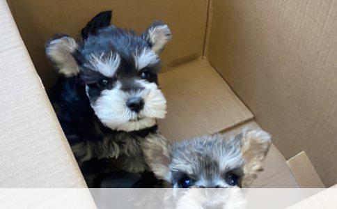 柯基犬为何无尾：断尾原因详解