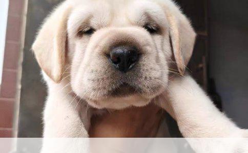 边境牧羊犬纯种价格及饲养难易度解析