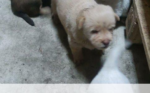 比熊犬饲养实用指南
