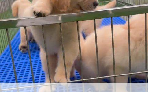 揭秘犬种：此犬只属何种类？