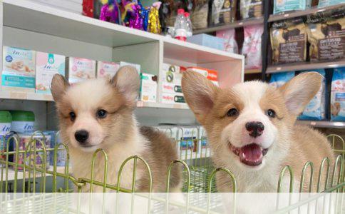 学习宠物美容费用解析