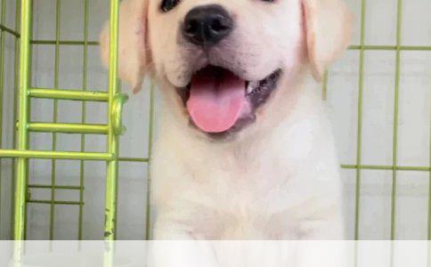 揭秘宠物界的萌宠：猫狗品种解析与市场价位概览