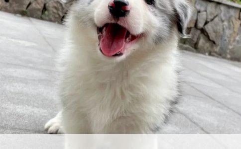 博美犬、比熊犬、泰迪犬、吉娃娃犬：哪个更好养、好看、好玩又萌？