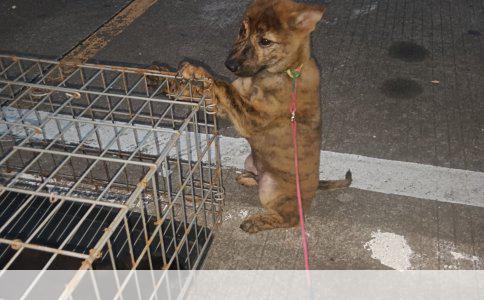 《犬之佳苑：专业宠物店名字及狗狗用品与美容经营范围解析》