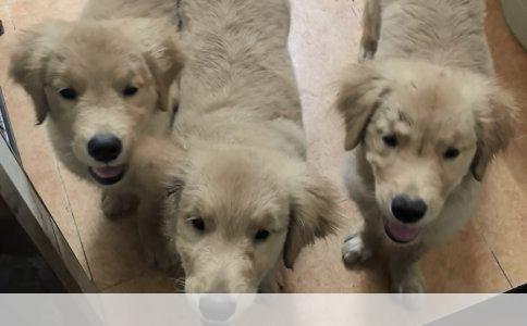 巨兽之选：成年后体型最大的犬种揭秘