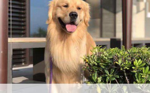 泰迪饲养全攻略