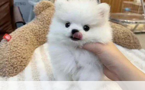 幼小泰迪的细致呵护：两个月内的全方位养护指南