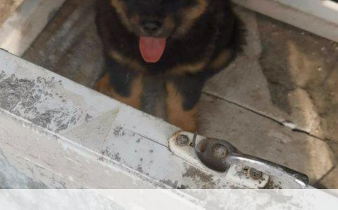 长腿白犬是何品种？