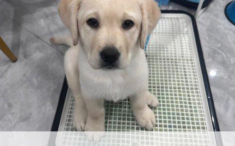 博美狗粮推荐：选择正确品牌，告别泪痕困扰