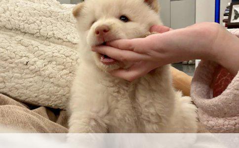 边境牧羊犬智商解析：位列犬类之首的智慧之星