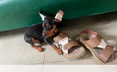 比熊犬拉稀呕吐，饮食调整的重要性