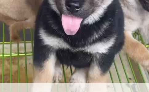 揭秘：拉布拉多犬与萨摩耶犬，谁才是真正的“犬中强者”？
