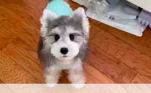 运动摄像机米狗MEEE3与索尼HDR-AZ1VR性能对比分析