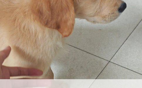 C级与B级宠物美容师：技能、专业度与服务质量的大不同