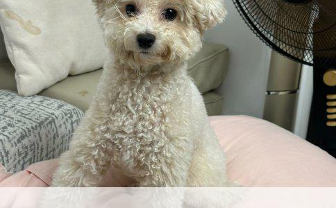 全球视野下的平均寿命：数据背后的故事与挑战