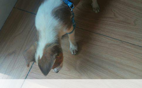 泰迪犬三个月大：每日奶糕喂养指南