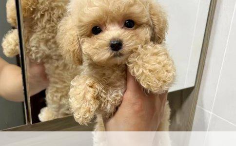 藏獒的智慧养殖之道：从选种到养护的全面指南