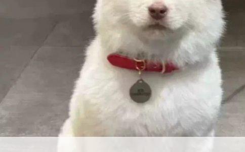 长毛哈士奇小时候什么样