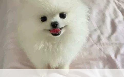 狗狗品种大全与命名智慧